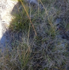 Rytidosperma sp. at Mt Holland - 15 Apr 2024 11:19 AM