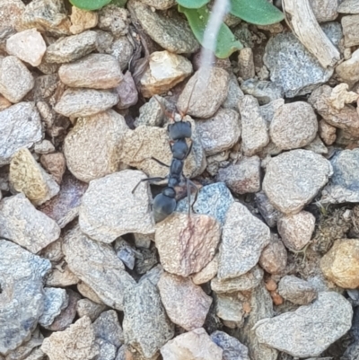 Myrmecia sp., pilosula-group (Jack jumper) at Mt Holland - 15 Apr 2024 by danswell