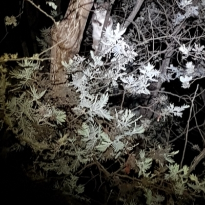 Pseudocheirus peregrinus (Common Ringtail Possum) at Mt Holland - 11 Apr 2024 by danswell