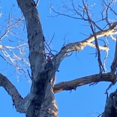 Callocephalon fimbriatum at Aranda, ACT - 12 Apr 2024