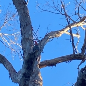 Callocephalon fimbriatum at Aranda, ACT - 12 Apr 2024