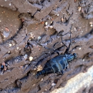 Boreoides subulatus at Aranda, ACT - 15 Apr 2024