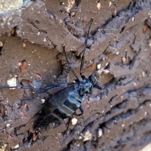 Boreoides subulatus at Aranda, ACT - 15 Apr 2024