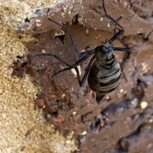 Boreoides subulatus at Aranda, ACT - 15 Apr 2024