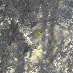 Zosterops lateralis (Silvereye) at Mt Holland - 14 Apr 2024 by danswell