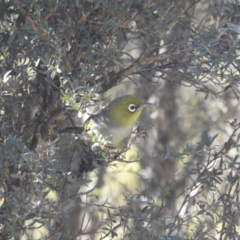 Zosterops lateralis (Silvereye) at Mt Holland - 15 Apr 2024 by danswell