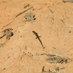 Lampropholis guichenoti (Common Garden Skink) at Mt Holland - 15 Apr 2024 by danswell