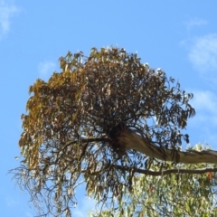 Amyema sp. (Mistletoe) at Mt Holland - 14 Apr 2024 by danswell