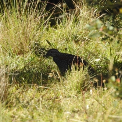 Turnix varius (Painted Buttonquail) at Mt Holland - 15 Apr 2024 by danswell