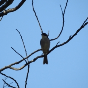 Melithreptus lunatus at Mt Holland - 15 Apr 2024