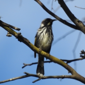 Phylidonyris novaehollandiae at Mt Holland - 15 Apr 2024