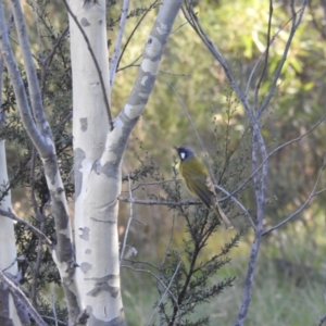 Nesoptilotis leucotis at Mt Holland - 15 Apr 2024