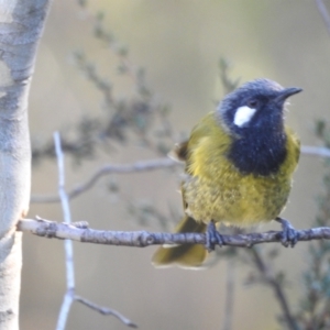 Nesoptilotis leucotis at Mt Holland - 15 Apr 2024