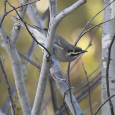 Caligavis chrysops (Yellow-faced Honeyeater) at Mt Holland - 15 Apr 2024 by danswell