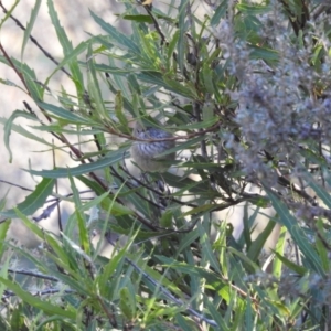 Acanthiza pusilla at Mt Holland - 15 Apr 2024