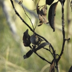 Acanthiza pusilla at Mt Holland - 15 Apr 2024