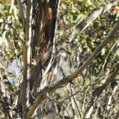 Cormobates leucophaea (White-throated Treecreeper) at Mt Holland - 15 Apr 2024 by danswell