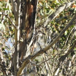 Cormobates leucophaea at Mt Holland - 15 Apr 2024 03:06 PM