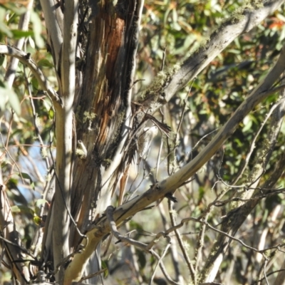 Cormobates leucophaea (White-throated Treecreeper) at Mt Holland - 15 Apr 2024 by danswell