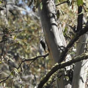 Cormobates leucophaea at Mt Holland - 15 Apr 2024 03:06 PM