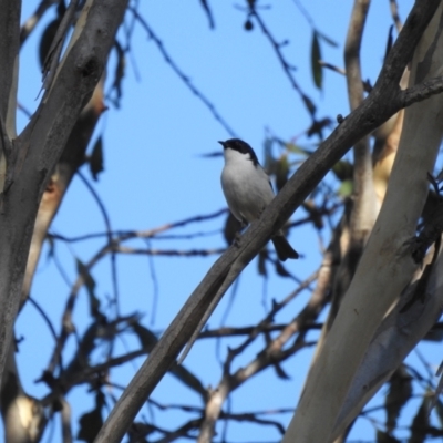 Melithreptus lunatus (White-naped Honeyeater) at Mt Holland - 15 Apr 2024 by danswell