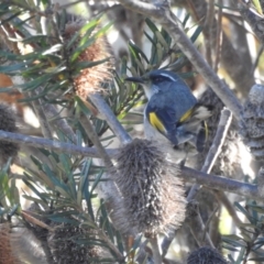 Phylidonyris pyrrhopterus (Crescent Honeyeater) at Mt Holland - 15 Apr 2024 by danswell