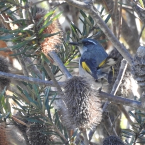 Phylidonyris pyrrhopterus at Mt Holland - 15 Apr 2024