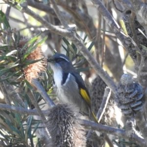 Phylidonyris pyrrhopterus at Mt Holland - 15 Apr 2024