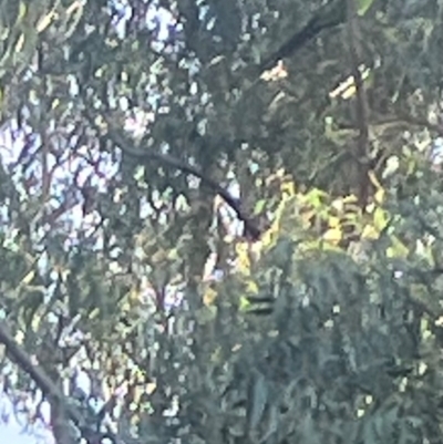 Polytelis swainsonii (Superb Parrot) at Lyneham, ACT - 15 Apr 2024 by MattBeitzel