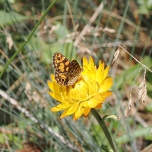 Oreixenica lathoniella at Namadgi National Park - 28 Feb 2024