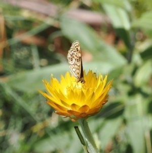 Oreixenica lathoniella at Namadgi National Park - 28 Feb 2024