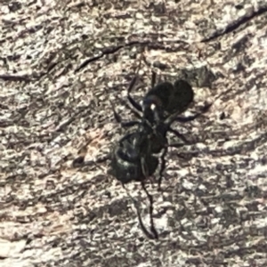 Formicidae (family) at QPRC LGA - 15 Apr 2024