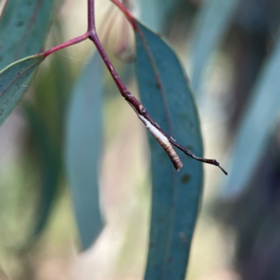 Chaetophyes compacta (Tube spittlebug) at Greenleigh, NSW - 15 Apr 2024 by Hejor1