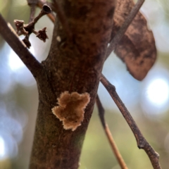 Septobasidium sp. at Greenleigh, NSW - 15 Apr 2024 by Hejor1