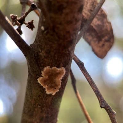 Septobasidium sp. at Greenleigh, NSW - 15 Apr 2024 by Hejor1