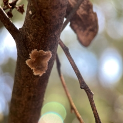 Septobasidium sp. at QPRC LGA - 15 Apr 2024