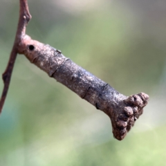 Apiomorpha sp. (genus) (A gall forming scale) at QPRC LGA - 15 Apr 2024 by Hejor1