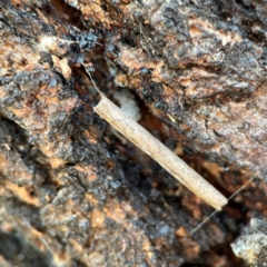 Hemibela (genus) (A Concealer moth) at QPRC LGA - 15 Apr 2024 by Hejor1