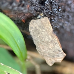 Lepidoptera unclassified IMMATURE moth at QPRC LGA - 15 Apr 2024