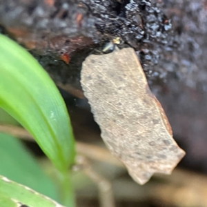 Lepidoptera unclassified IMMATURE at QPRC LGA - 15 Apr 2024 12:50 PM