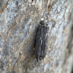 Clania lewinii & similar Casemoths (Parallel stick Case Moths) at QPRC LGA - 15 Apr 2024 by Hejor1