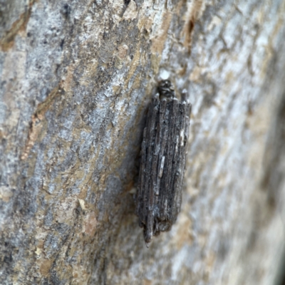Clania lewinii (Lewin's case moth) at Greenleigh, NSW - 15 Apr 2024 by Hejor1
