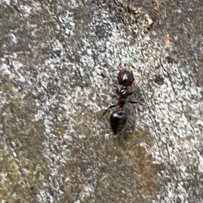 Crematogaster sp. (genus) (Acrobat ant, Cocktail ant) at Greenleigh, NSW - 15 Apr 2024 by Hejor1