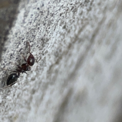 Crematogaster sp. (genus) at QPRC LGA - 15 Apr 2024