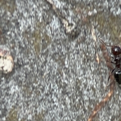 Crematogaster sp. (genus) at QPRC LGA - 15 Apr 2024