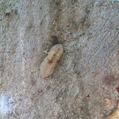 Ledromorpha planirostris (A leafhopper) at Greenleigh, NSW - 15 Apr 2024 by Hejor1