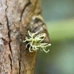 Usnea sp. (genus) (Bearded lichen) at Greenleigh, NSW - 15 Apr 2024 by Hejor1