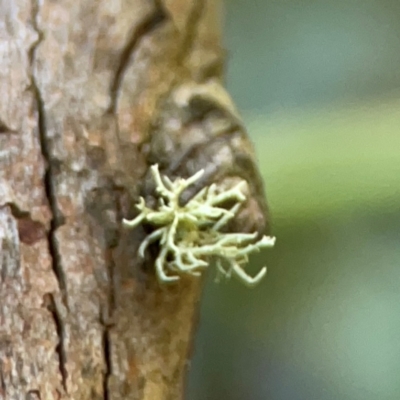 Usnea sp. (genus) (Bearded lichen) at Greenleigh, NSW - 15 Apr 2024 by Hejor1