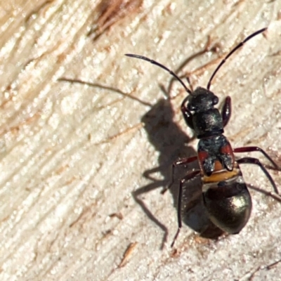 Daerlac cephalotes (Ant Mimicking Seedbug) at QPRC LGA - 15 Apr 2024 by Hejor1