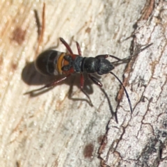 Daerlac cephalotes at QPRC LGA - 15 Apr 2024 01:38 PM